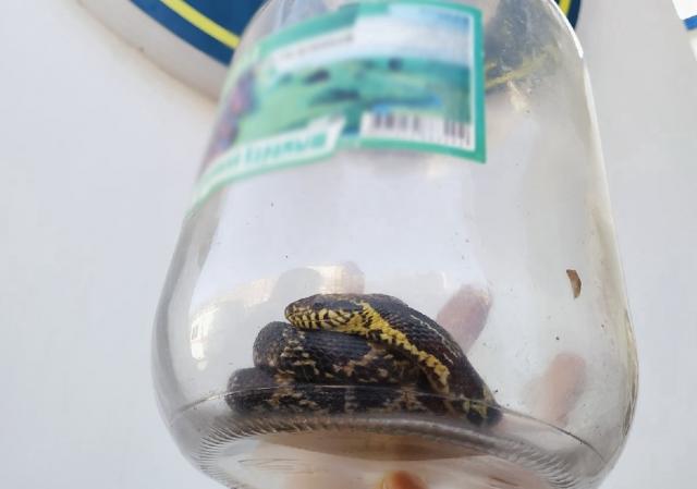 В Уфе нашли хозяйку змеи, пойманную спасателями в многоэтажке