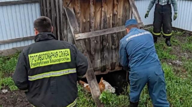 В Башкирии пожарные вытащили корову, провалившуюся в глубокую яму