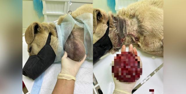 В Башкирии ветеринары удалили собаке опухоль размером с ладонь