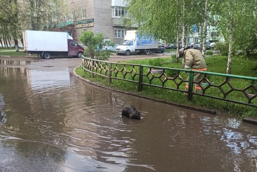 В Уфе бобр поселился в луже возле школы-интерната