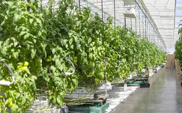 Минземимущество Башкирии объяснило планы по банкротству АПК «Алексеевский»