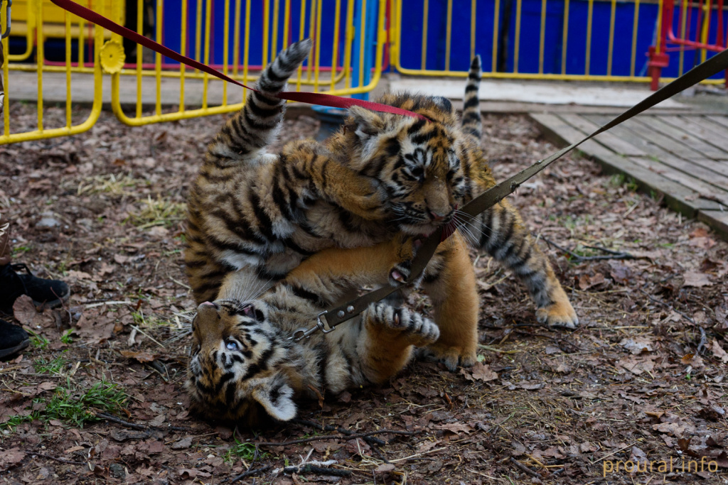 DSC_8775.jpg