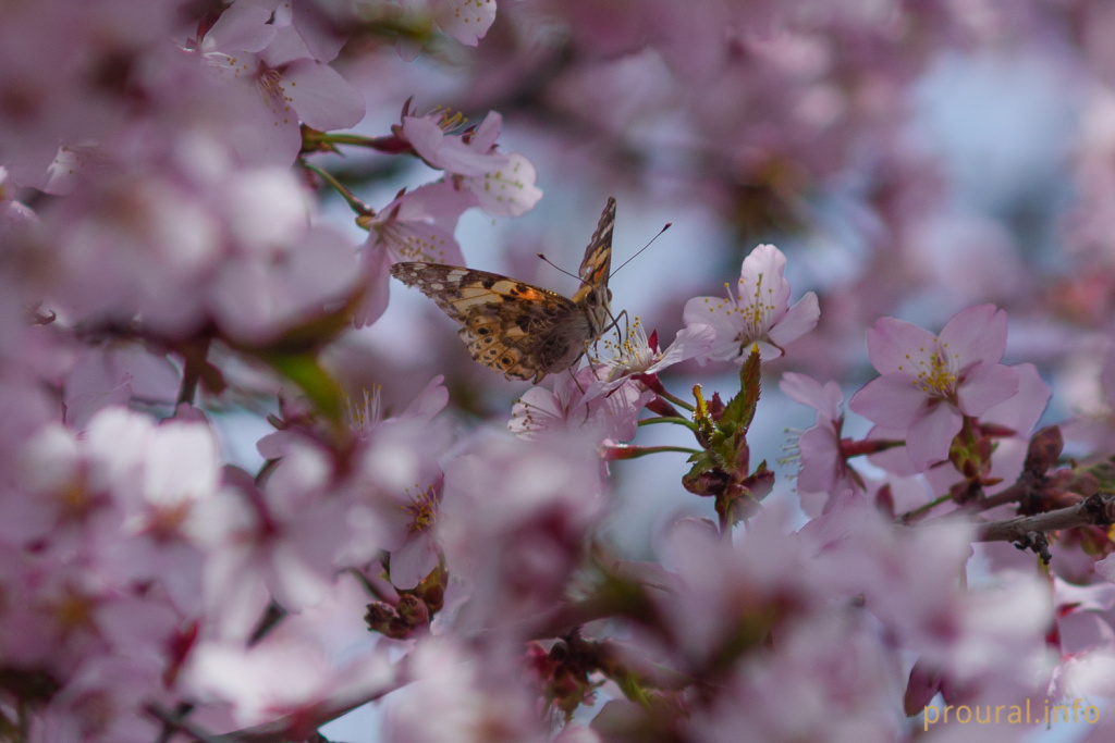 DSC_6343.jpg