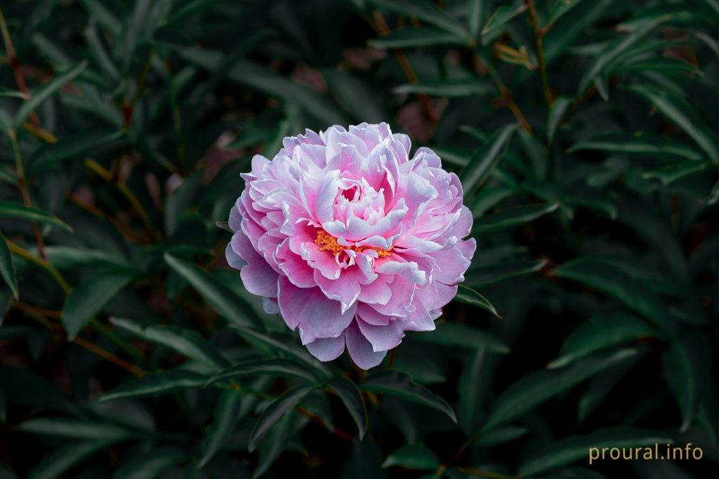 DSC_3705.jpg