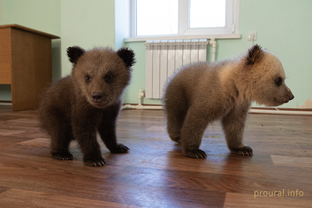 медведи мишки 2020 парк лесоводов зверинец (3).jpg