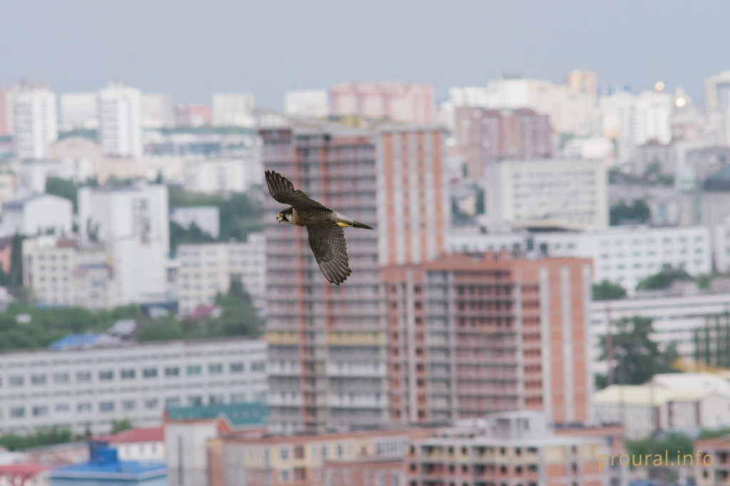 20180606-DSC_0489.jpg