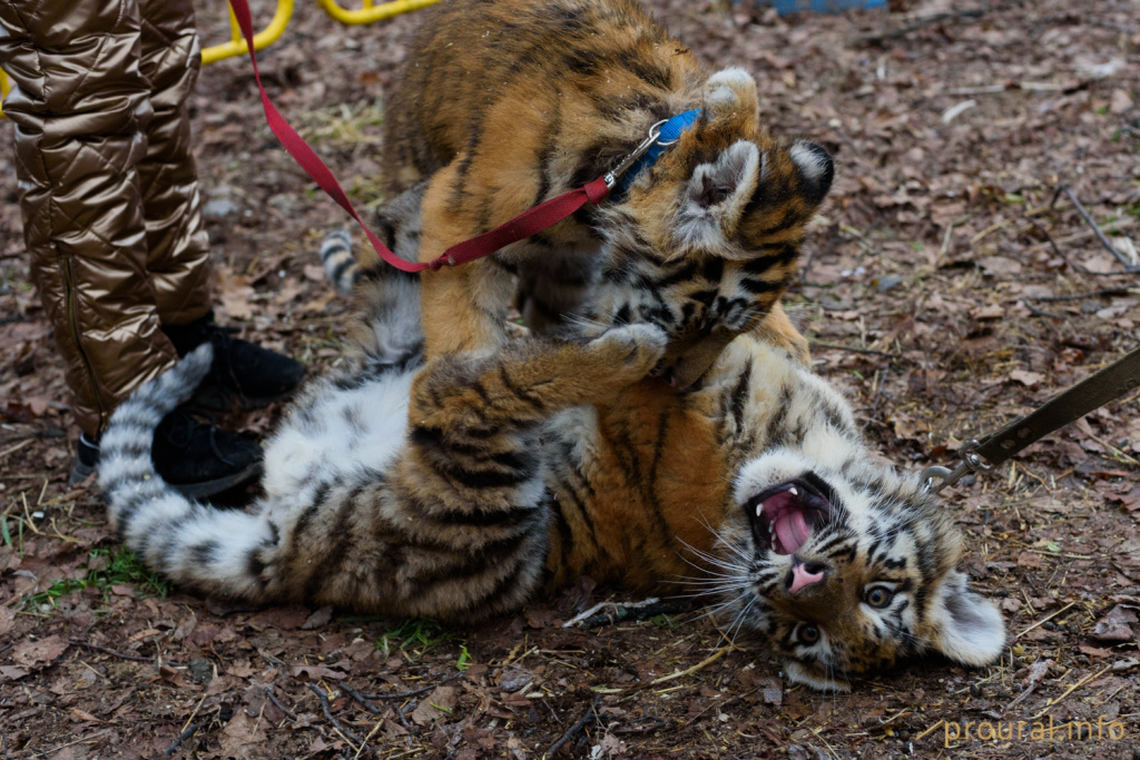 DSC_8735.jpg