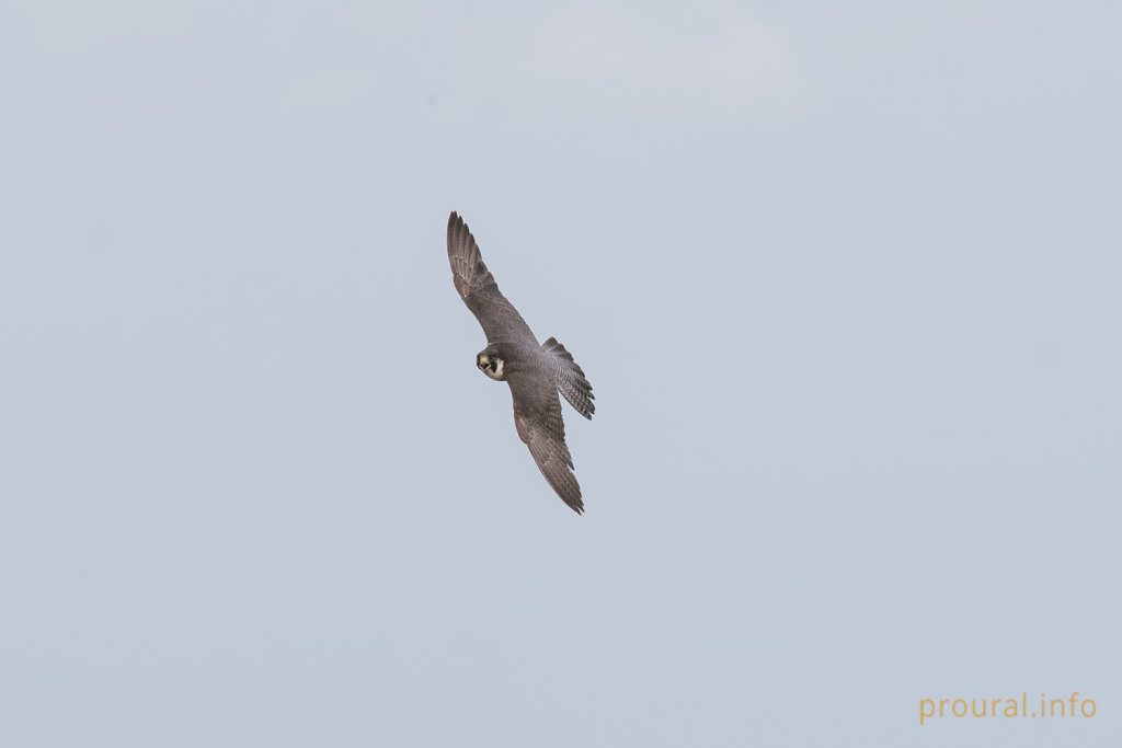 20180606-DSC_0493.jpg