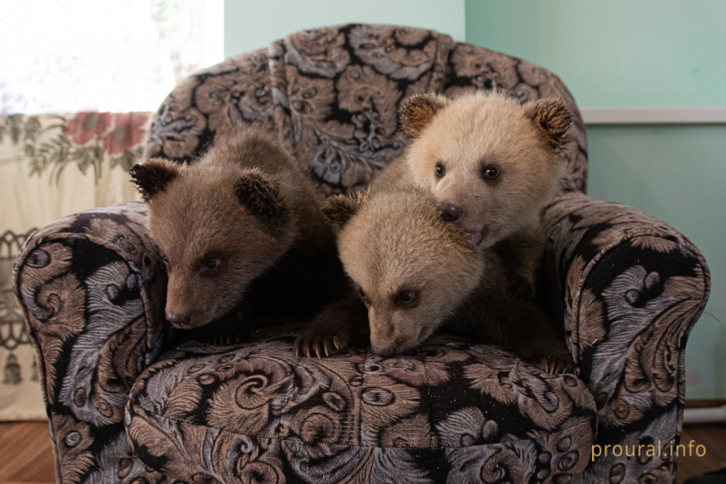 медведи мишки 2020 парк лесоводов зверинец (2).jpg