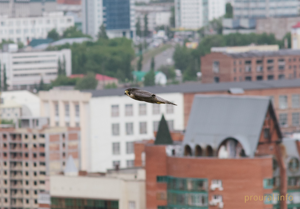 20180606-DSC_0487.jpg