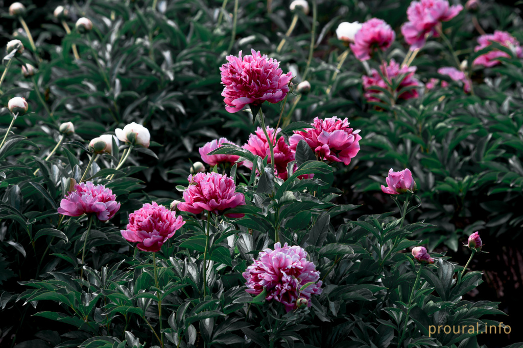 DSC_3712.jpg