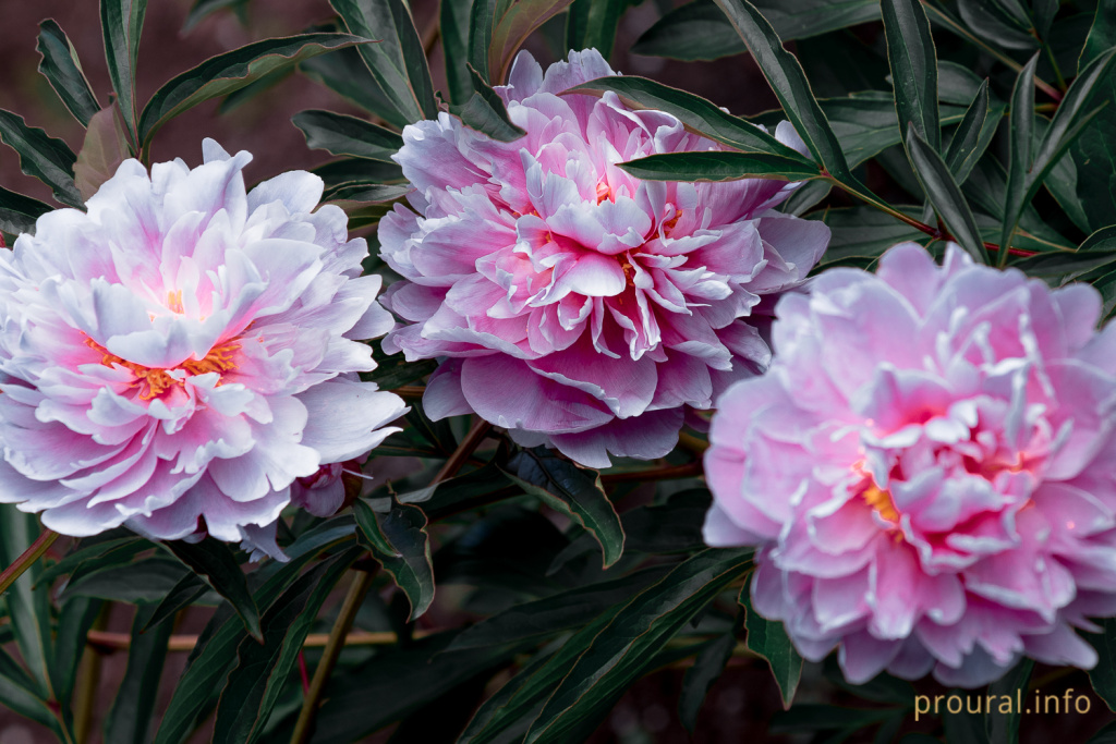 DSC_3706.jpg