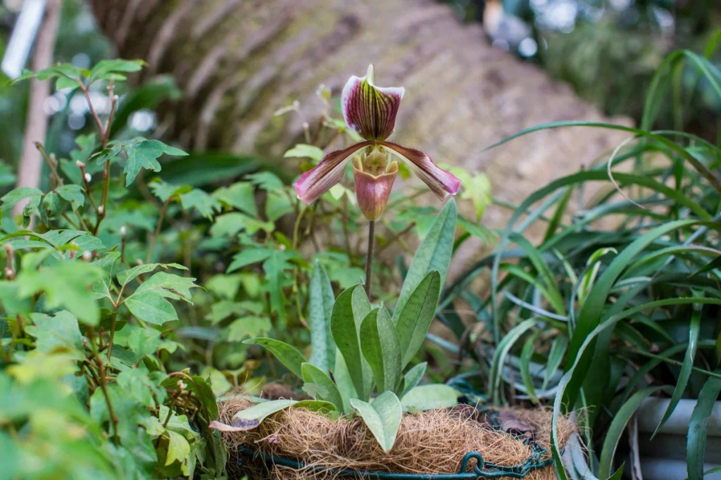 Орхидея - венерин башмачок.JPG
