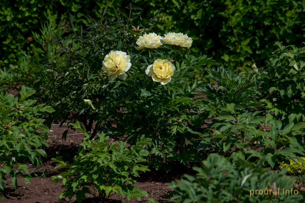 DSC_3685.jpg